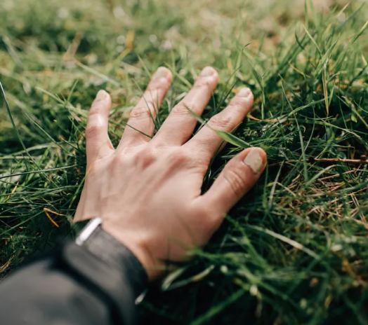 Kimyəvi maddəsiz alaq otlarına qarşı mübarizə: Süni intellektlə buxarla məhv